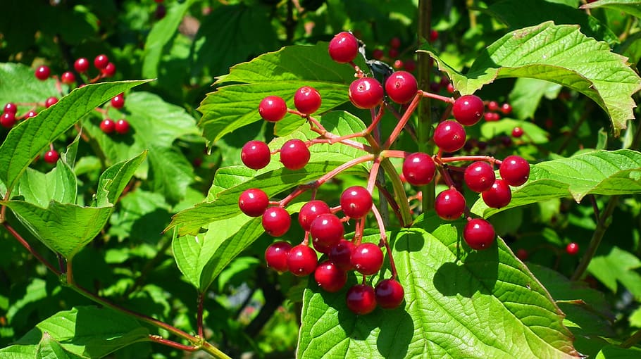 viburnum, tree, nature, red, berries, foliage, mature, fruit HD wallpaper