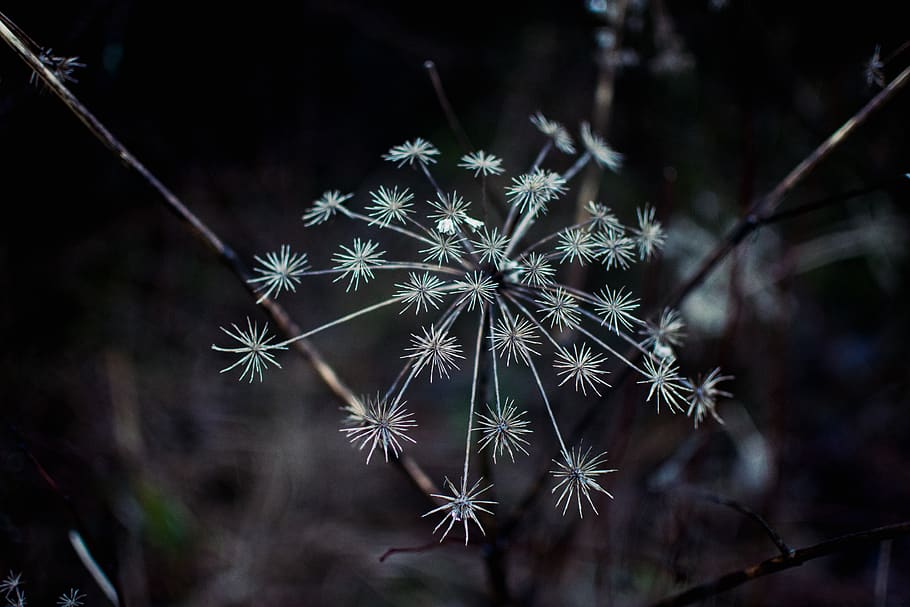 plant, dry, dark, cold, winter, nature, outdoor, bokeh, flower HD wallpaper
