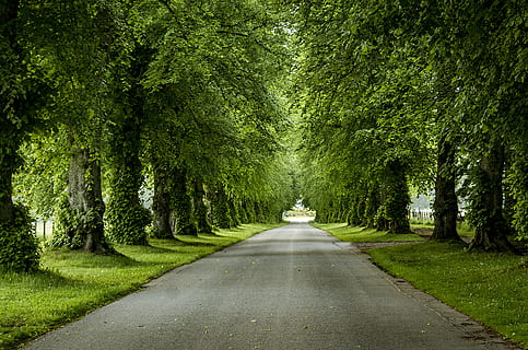 avenue, trees, away, nature, leaves, road, rest, atmosphere HD wallpaper