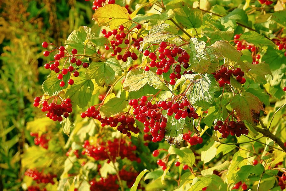 plant, red, nature, freshness, berry fruit, growth, plant part HD wallpaper
