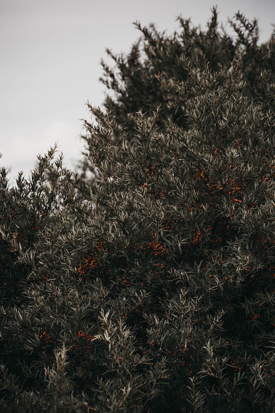green leafed tree, plant, conifer, flora, fir, abies, bush, yew HD wallpaper