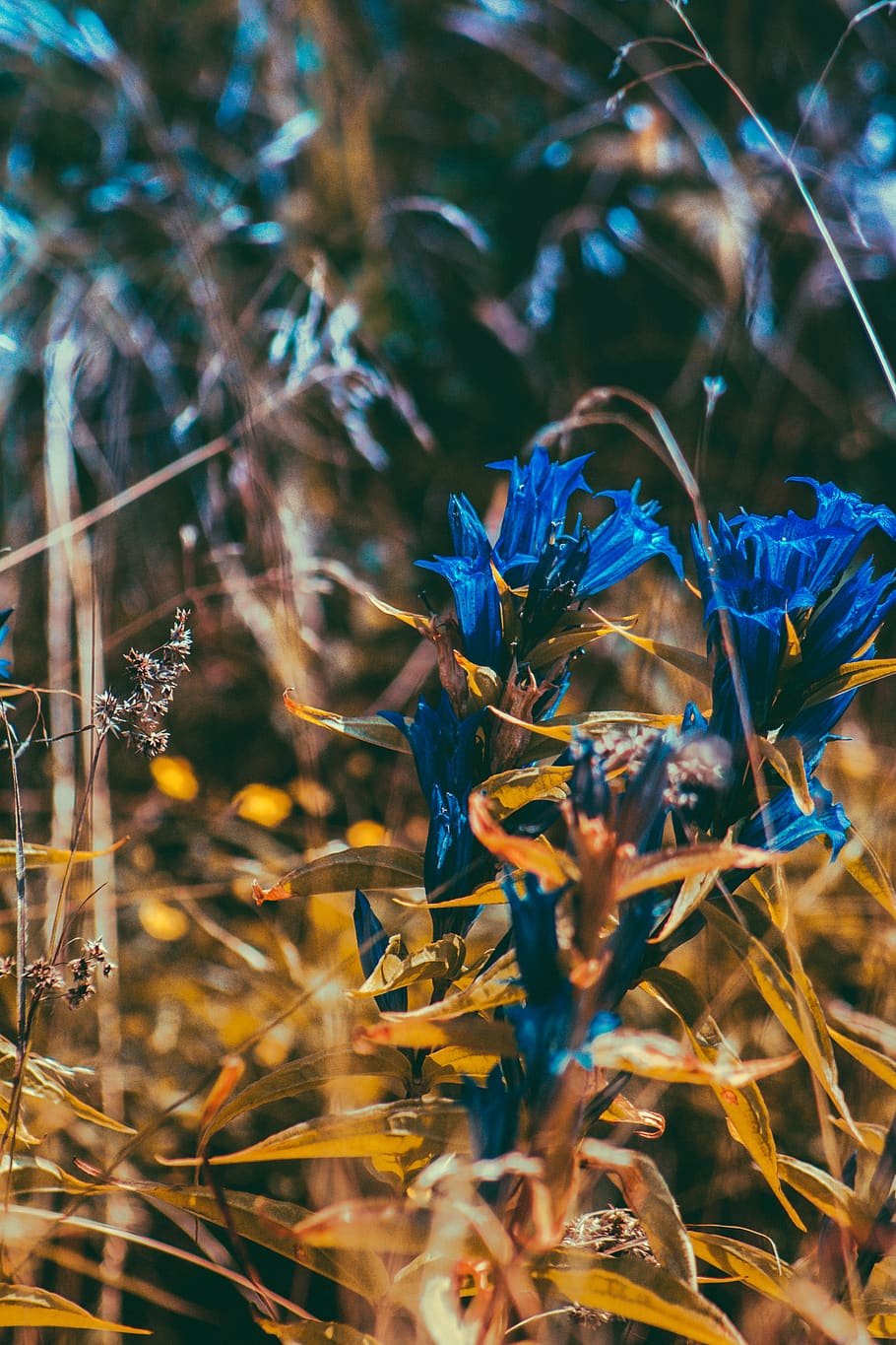 flowe, mountain, summer, plant, growth, beauty in nature, flower HD wallpaper