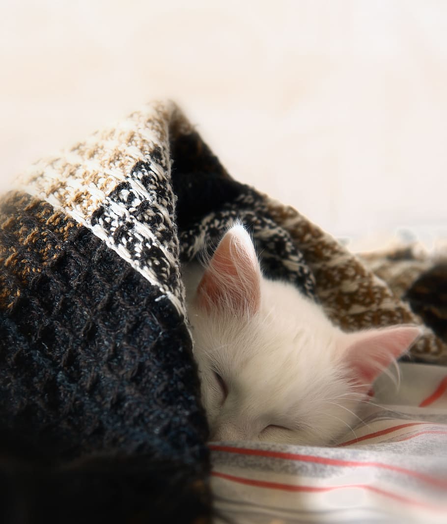 cat, dream, pet, sleep, white, wrap, mammal, domestic, pets HD wallpaper