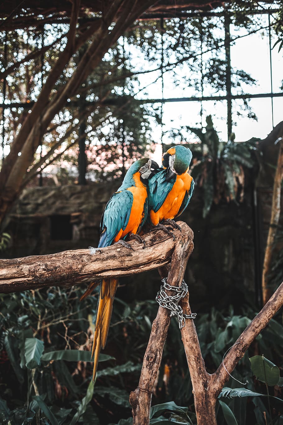 two macaw on tree, vertebrate, perching, bird, animal themes HD wallpaper