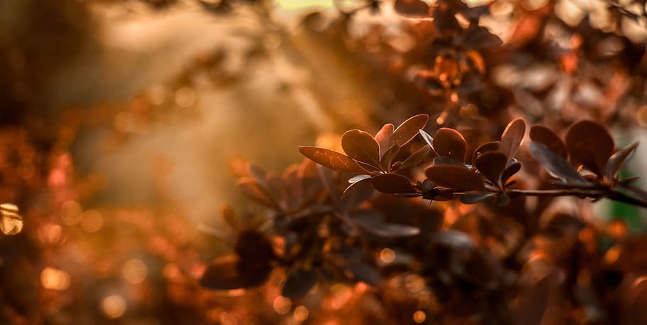 plant, leaf, light, flare, flower, blossom, grain, produce HD wallpaper