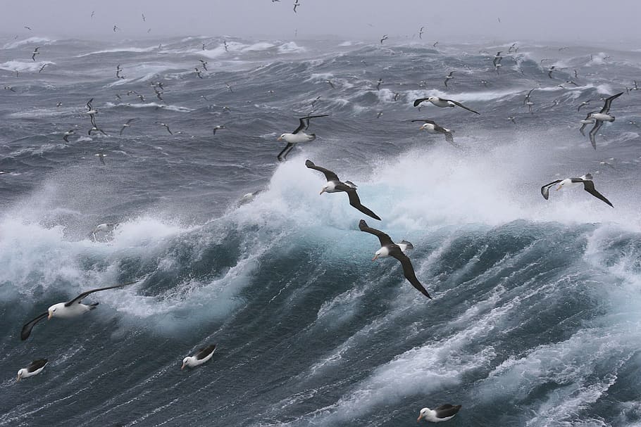 ocean waves, bird, water, sea, windy, storm, bad weather, temporal