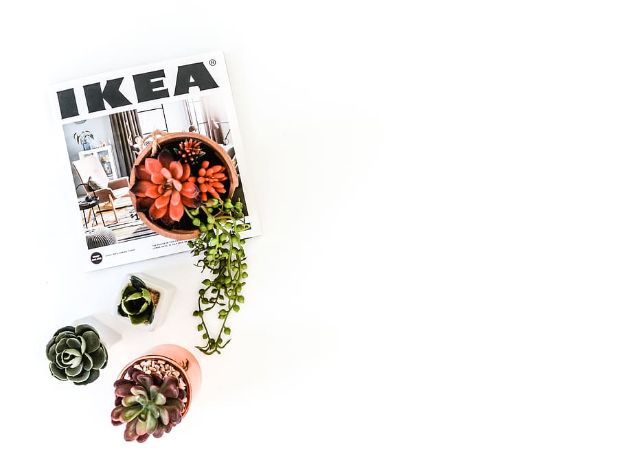 three succulent plants with Ikea book, furniture, tabletop, vase HD wallpaper