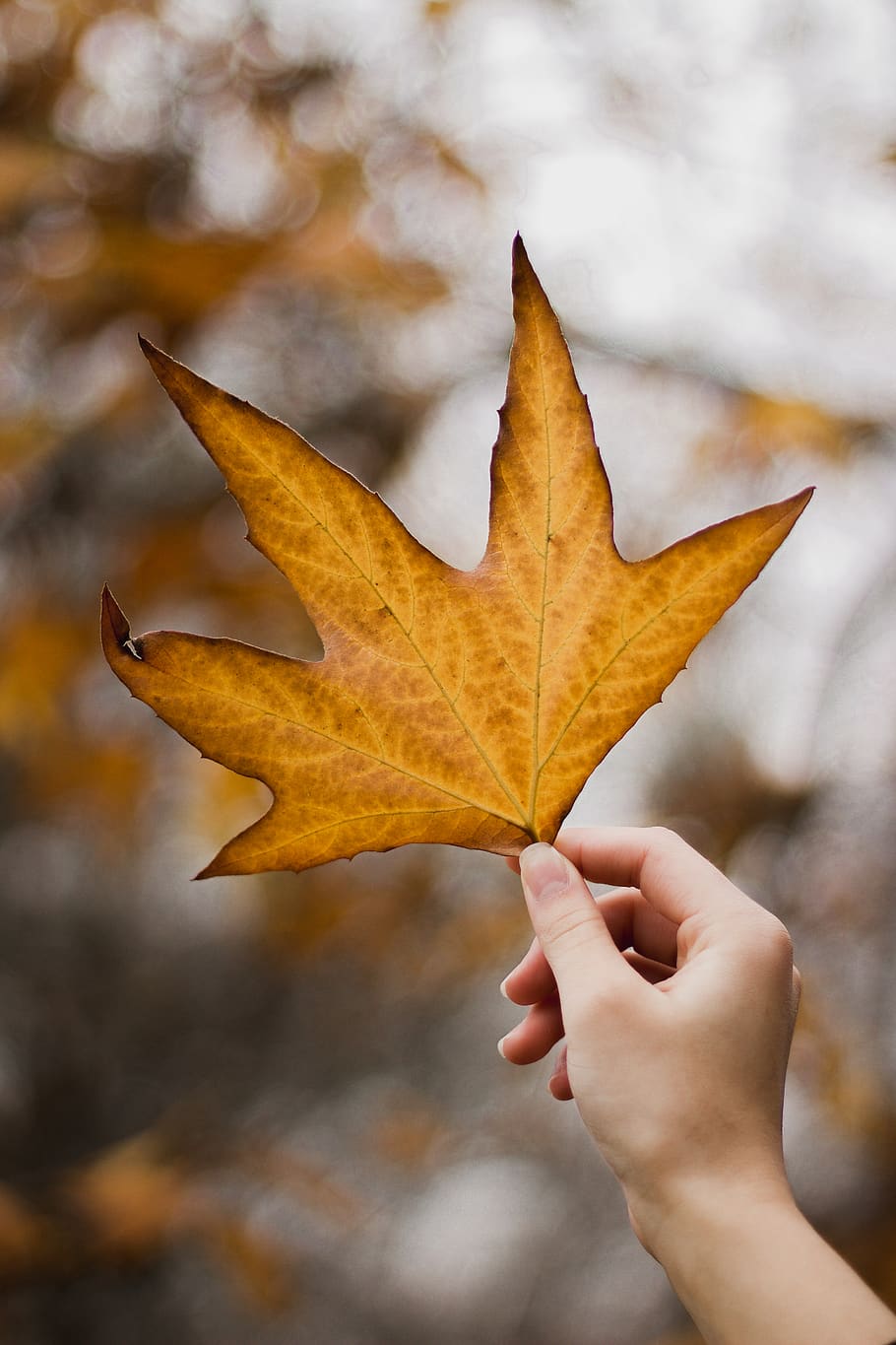 brown ample leaf, plant, tree, maple, united states, knights ferry HD wallpaper