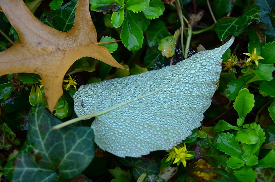leaves, dew, autumn, leaf, plant part, growth, nature, green color HD wallpaper
