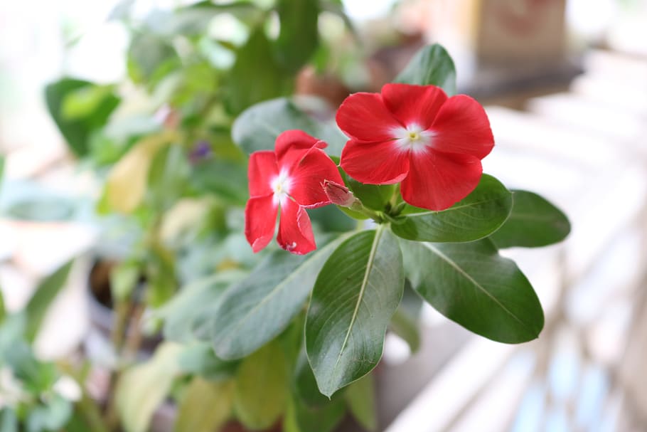 periwinkle, flower, leaves, bud, flowering plant, fragility HD wallpaper