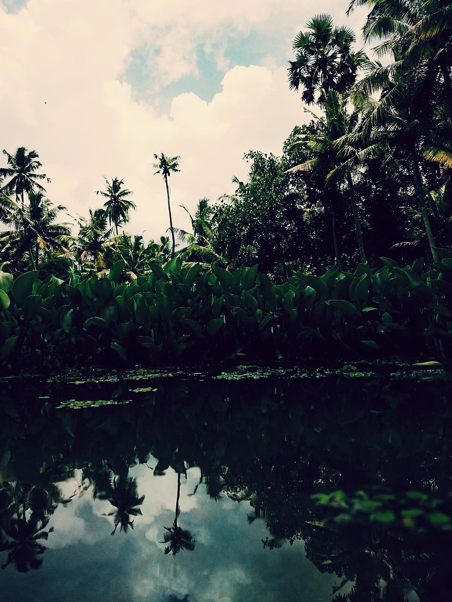 trees, pond, nature, water, reflection, plant, palm tree, tropical climate HD wallpaper