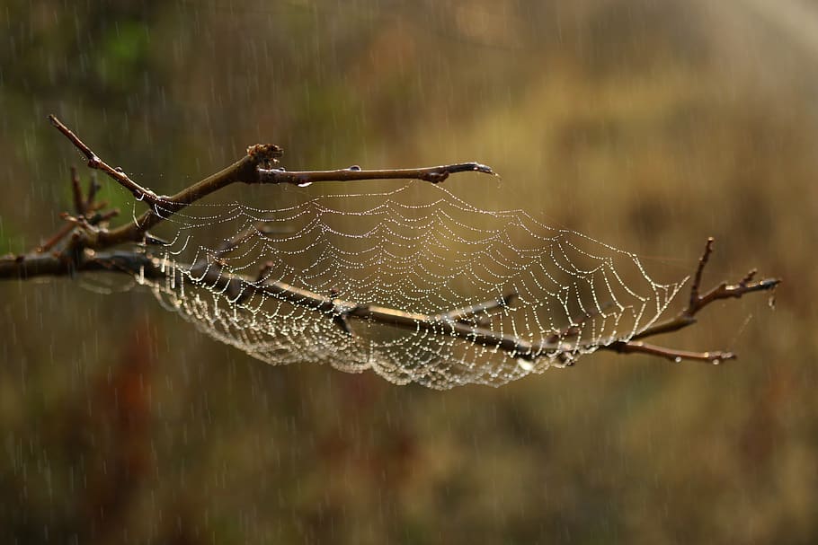 spider web, rain, drops, water, wet, focus on foreground, close-up HD wallpaper