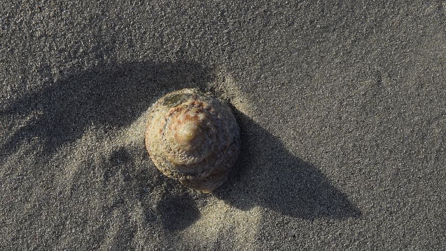 shell, seashell, beach, sand, high angle view, sunlight, one animal HD wallpaper