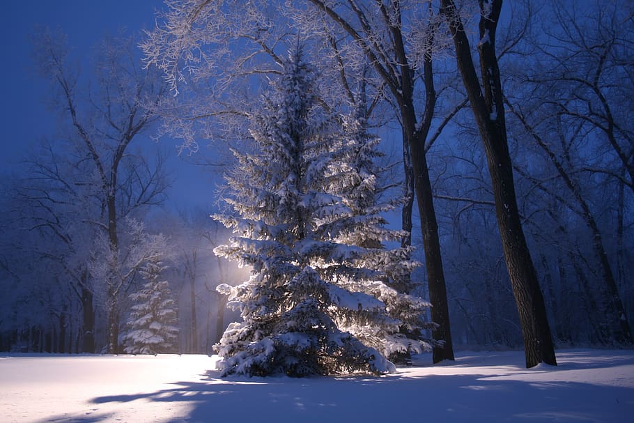 canada, lethbridge, snow, tree, winter, cold temperature, plant HD wallpaper