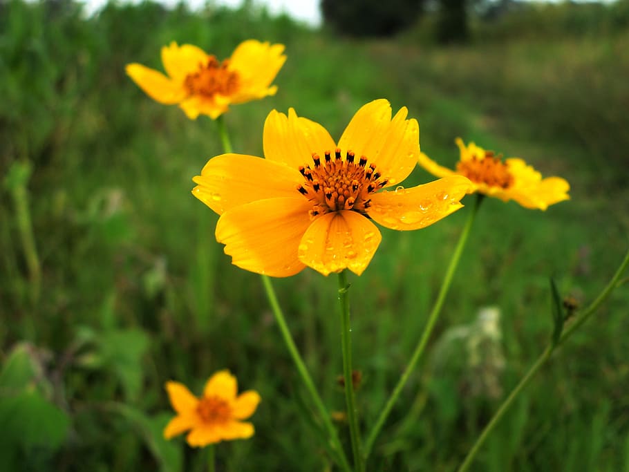 flower, plant, field, flowering plant, freshness, fragility HD wallpaper