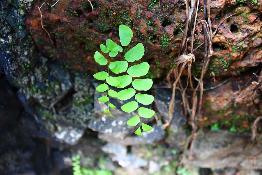 leaf, soil, sprout, seedling, plant, green, growth, nature HD wallpaper