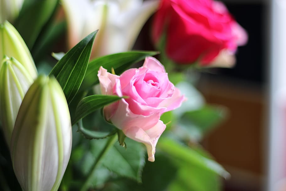 pink, flower, rose, flowering plant, beauty in nature, pink color HD wallpaper