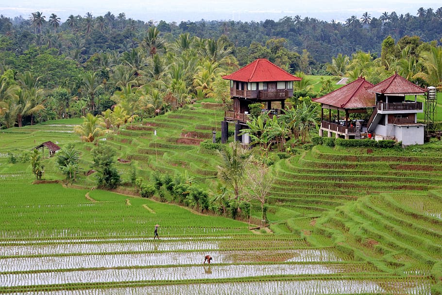 bali, landscape, agriculture, plant, architecture, tree, built structure HD wallpaper