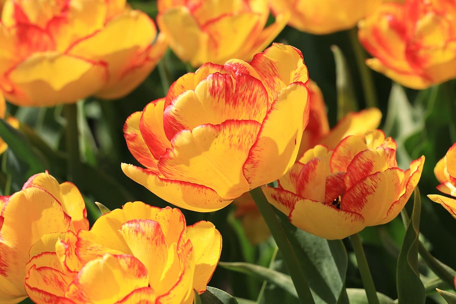 tulip, orange, red, yellow, flowers, nature, flora, bulb fields HD wallpaper