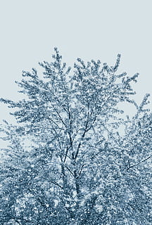 tree with snow, nature, outdoors, ice, frost, eau claire, winter HD wallpaper