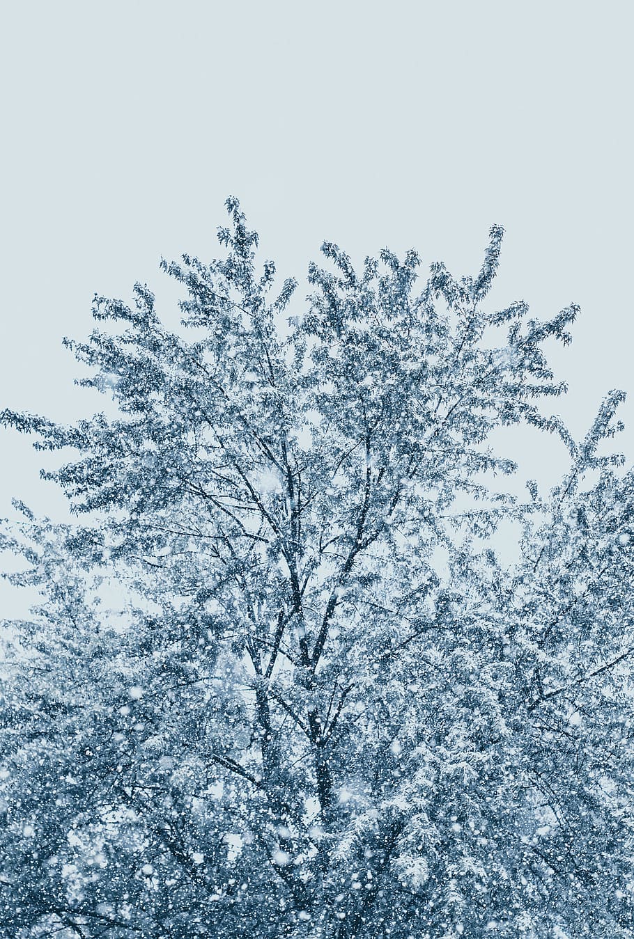 tree with snow, nature, outdoors, ice, frost, eau claire, winter HD wallpaper