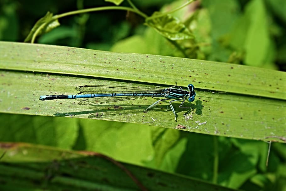 dragonfly, insect, wing, nature, green, beetle, animal, animals HD wallpaper