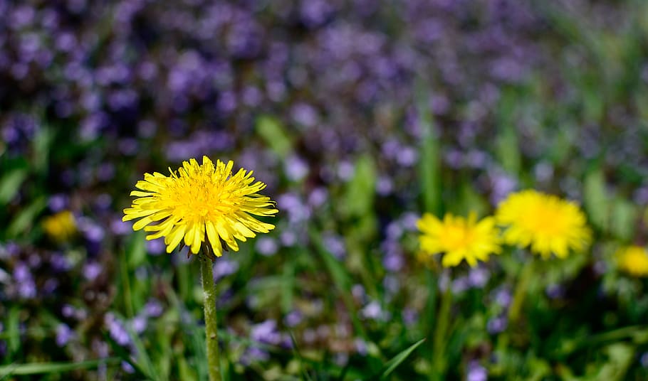 sonchus oleraceus, meadow, flowers, spring, closeup, nature HD wallpaper