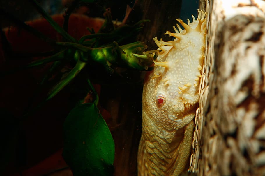 fish, image, nature, undersea, underwater, close-up, animal HD wallpaper