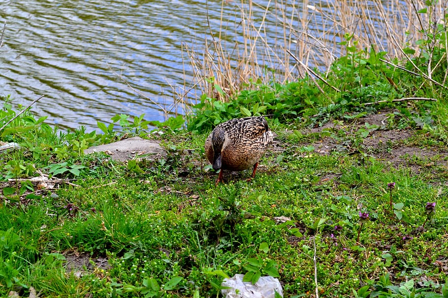 duck, bird, plumage, nature, lake, grass, meadow, spring, animal wildlife HD wallpaper