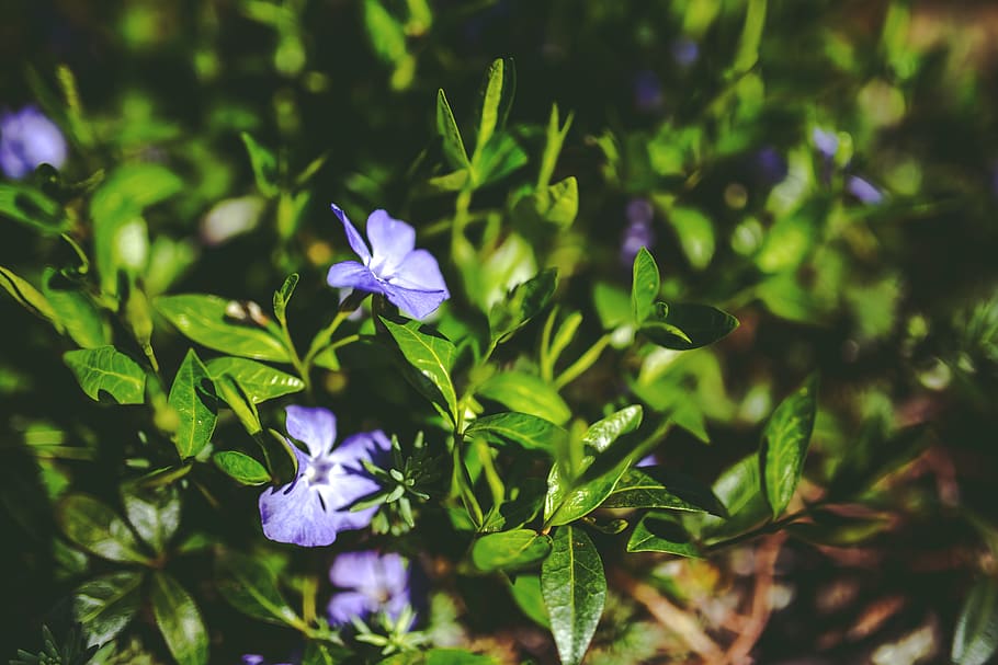 Green leaves & purple flowers, garden, plant, flowering plant HD wallpaper