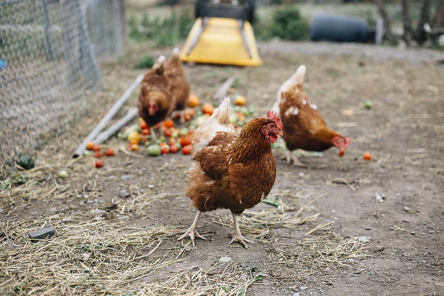 chicken, chickens, hen, poultry, farm, bird, livestock, animal HD wallpaper