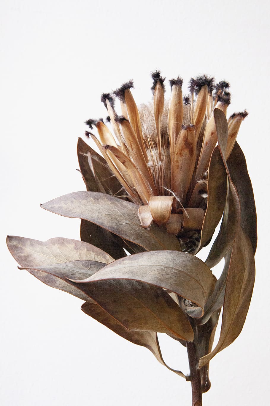 brown plant, white background, studio shot, close-up, no people HD wallpaper