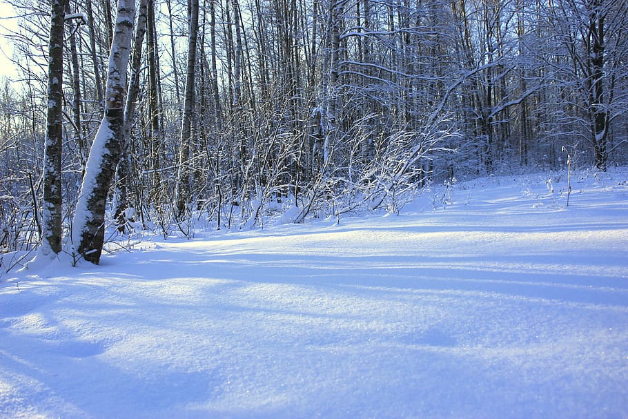 winter, cold, white, park, outdoor, nature, bush, bushes, tree HD wallpaper