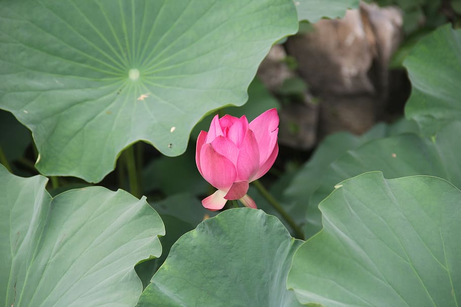 lotus, deep powder, green, flower, leaf, plant part, flowering plant HD wallpaper