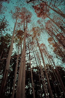 tree, plant, forest, nature, light, flare, abies, fir, trees HD wallpaper
