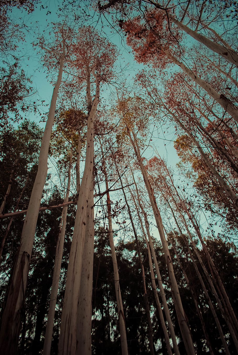 tree, plant, forest, nature, light, flare, abies, fir, trees HD wallpaper