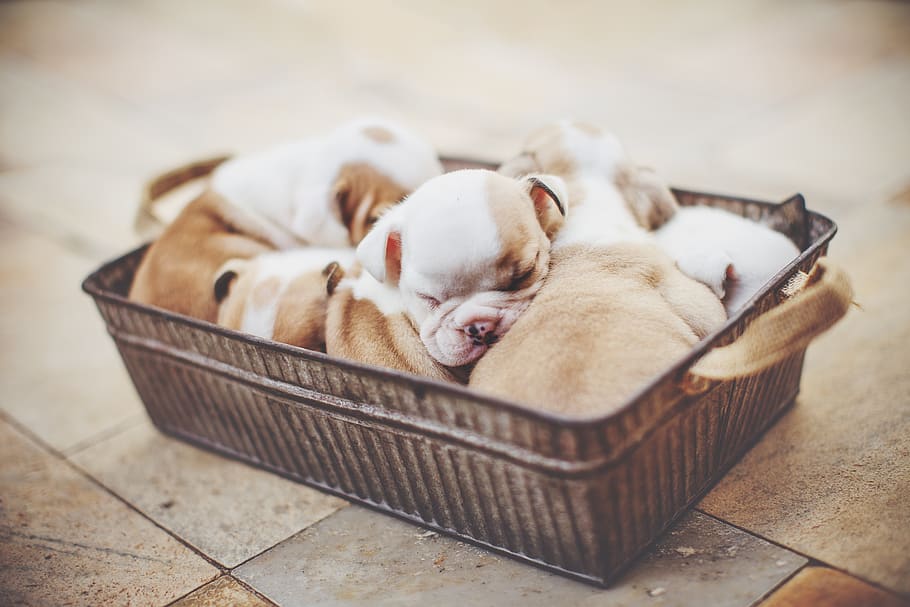 rectangular puppy litter on gray basin, mammal, container, domestic HD wallpaper