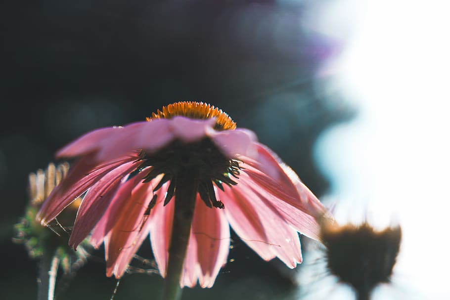 pink daisy flower, united states, lincoln park, chicago, animal HD wallpaper