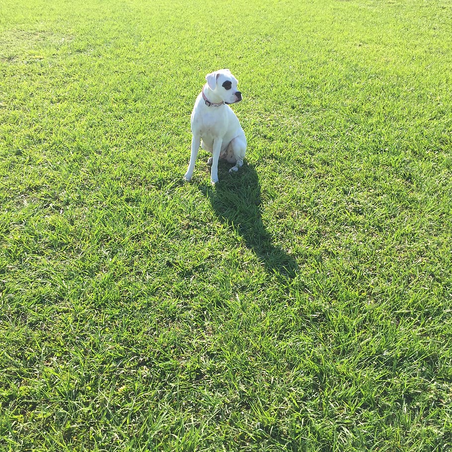 dog, boxer, park, grass, green, one animal, domestic, mammal HD wallpaper