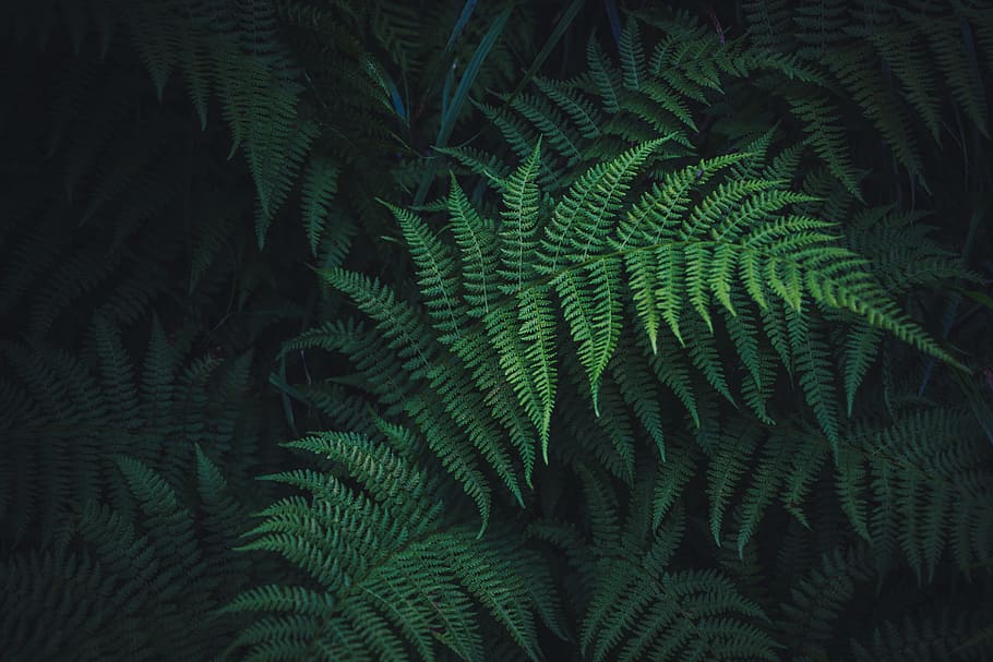 green ferns plant, leaf, dark, light, frond, nature, outdoors