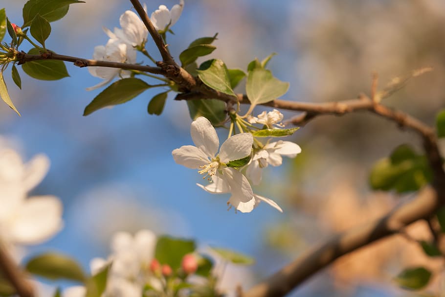 beautiful, blossom, bright, bunch, closeup, detail, flora, floral HD wallpaper