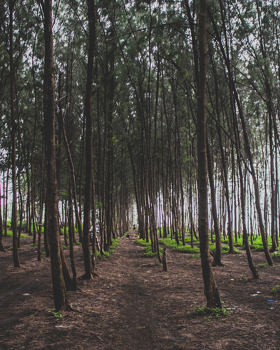 india, bhuigaon bk., bhuigaon beach, grass, trees, sun, forest, HD wallpaper