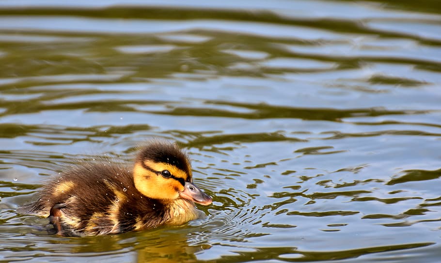 mallard, ducklings, chicks, cute, small, swim, water bird, feather HD wallpaper