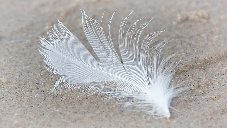 feather, slightly, bird feather, lightweight, fluffy, filigree HD wallpaper