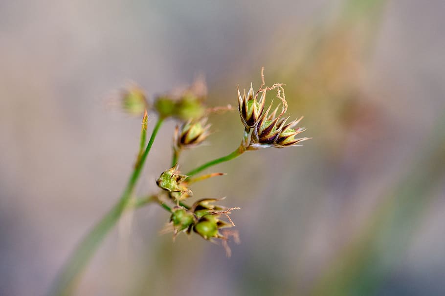 marcro, plant, forest, closeup, nature, bokeh, close-up, beauty in nature HD wallpaper