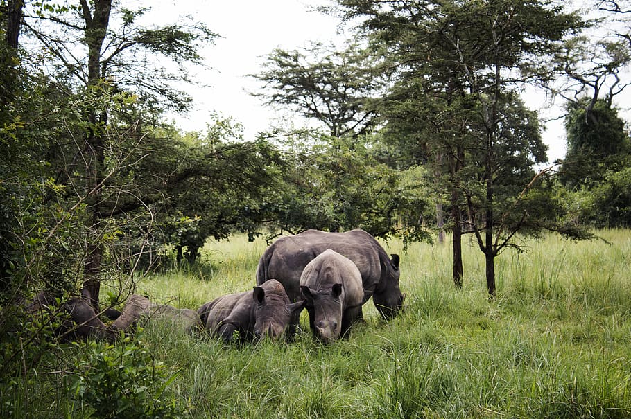 black rhinoceros, animal, mammal, wildlife, elephant, vegetation