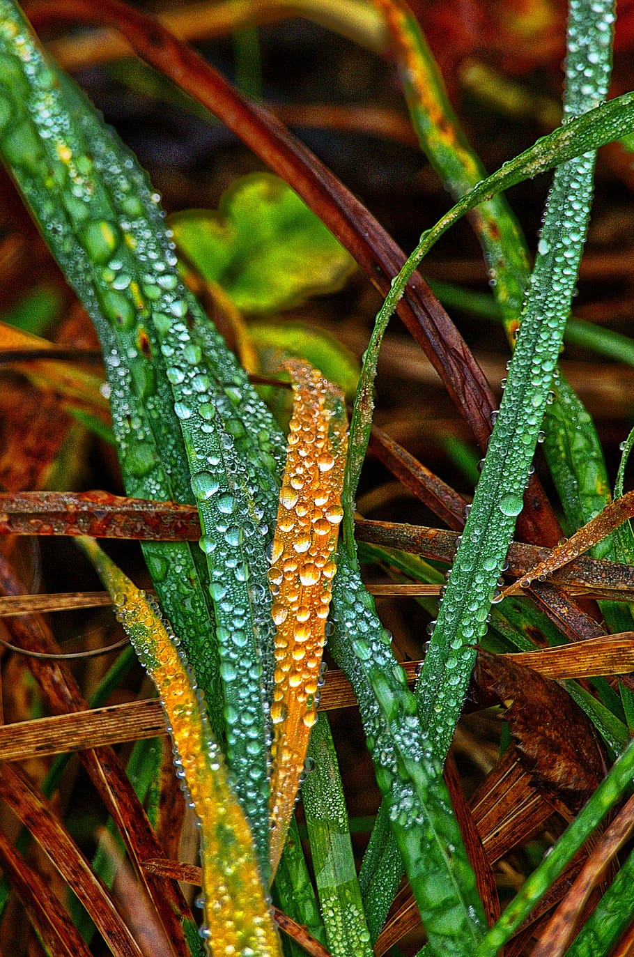 grass, leaf, drip, wet, morgentau, dewdrop, sunrise, morning HD wallpaper