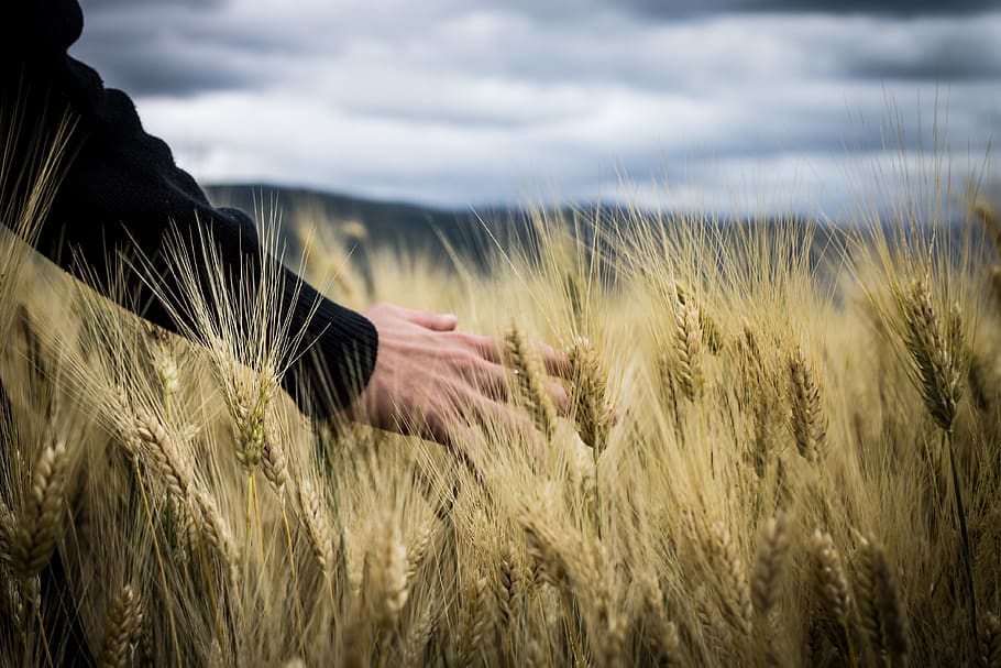 dom, sky, fly, adventure, wheat, nature, color, hand, art, flowers HD wallpaper