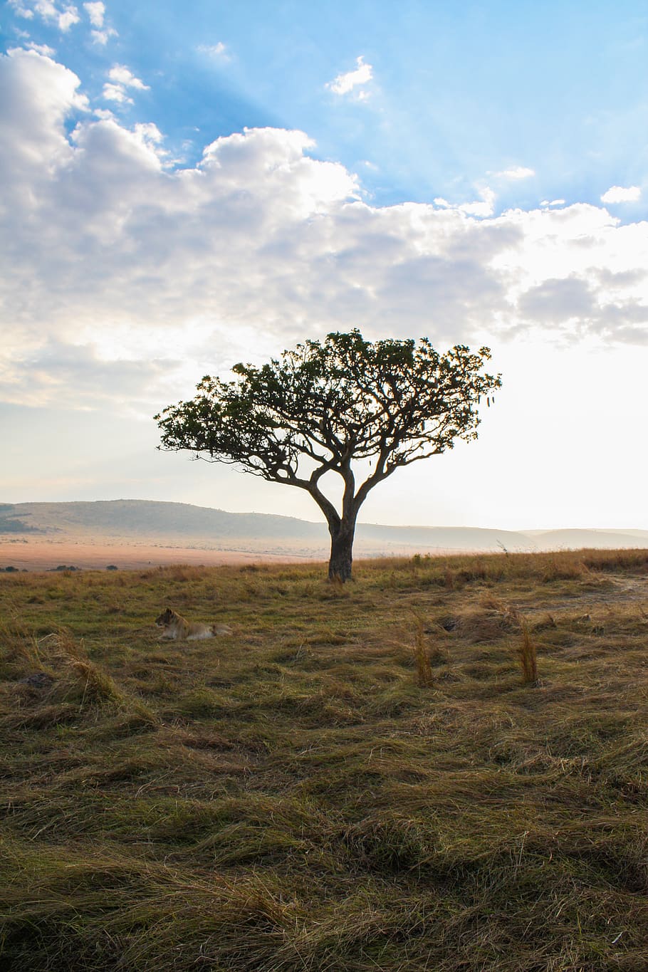 mountains, trees, africa, sky, plant, cloud - sky, environment HD wallpaper