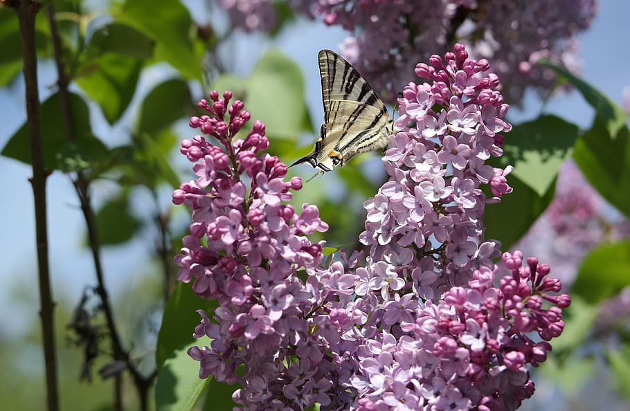 flower, flora, tree, nature, leaf, butterfly, lilac, flowering plant HD wallpaper